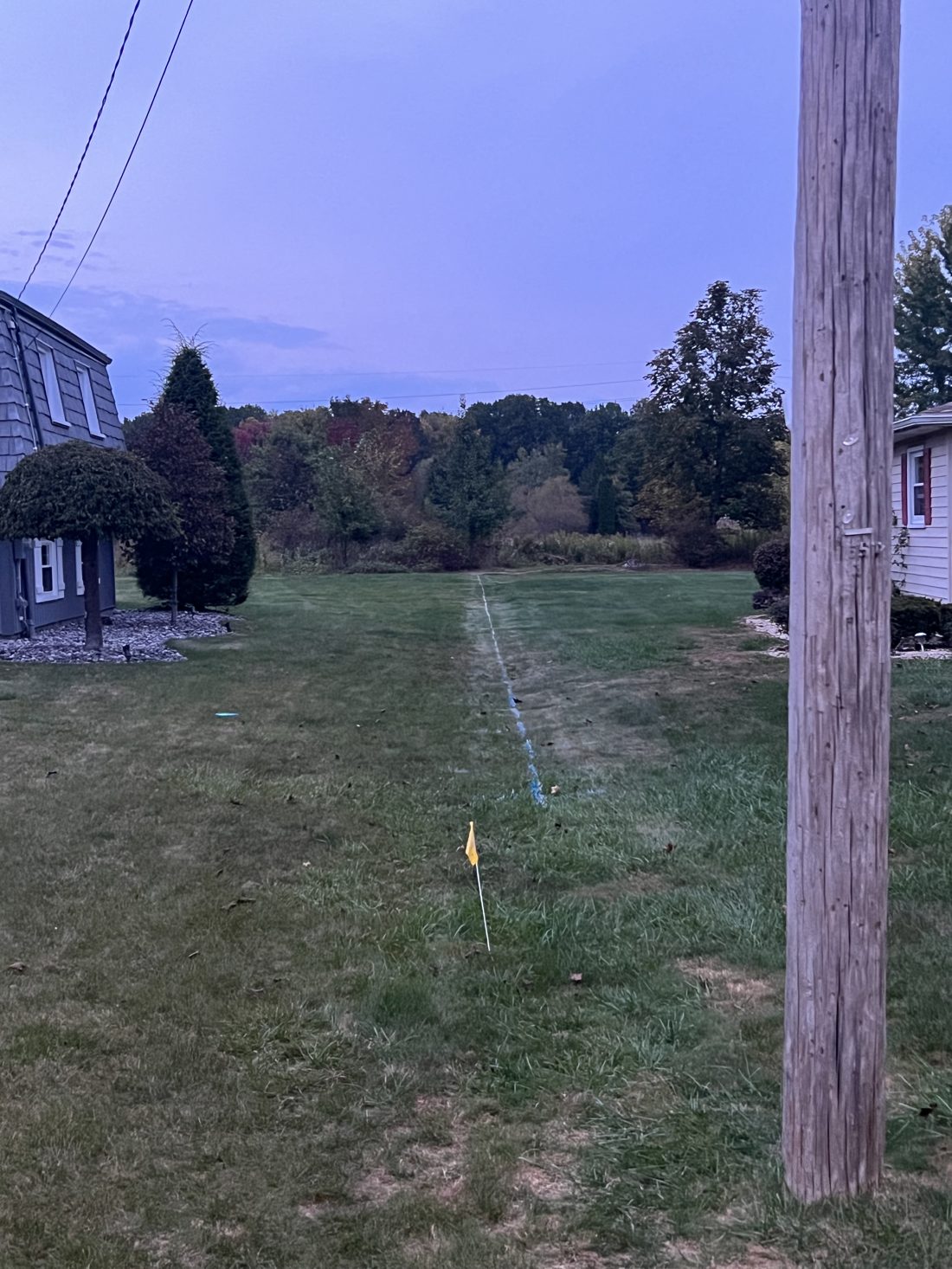 Before — freshly planted privacy row