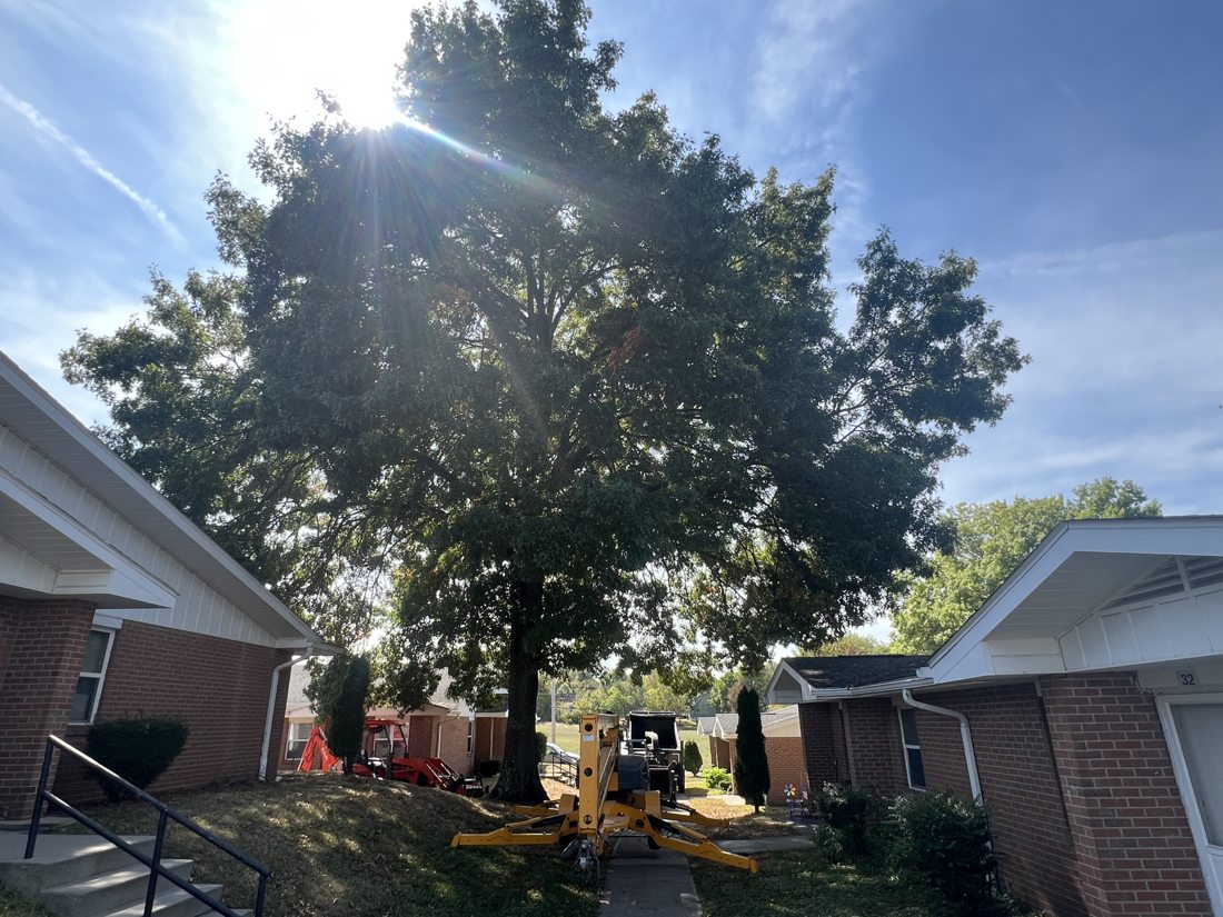Before — large oak between buildings
