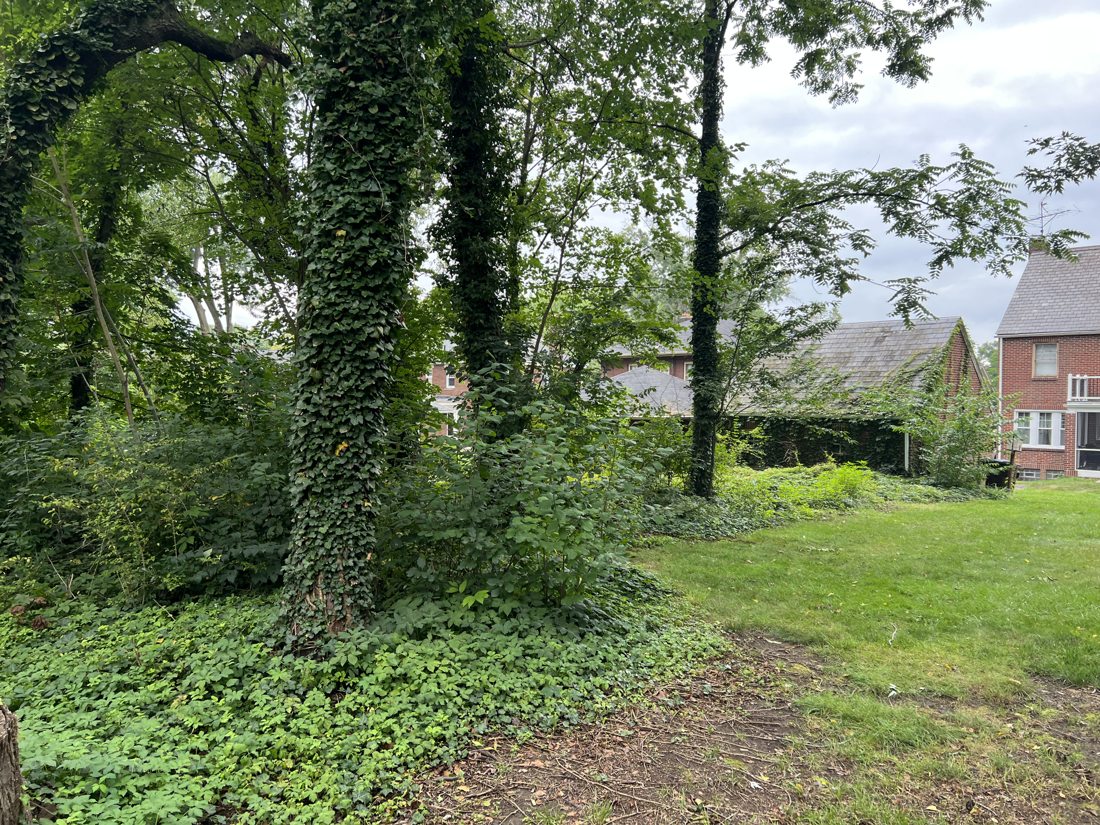 Before — ivy-covered, overgrown treeline