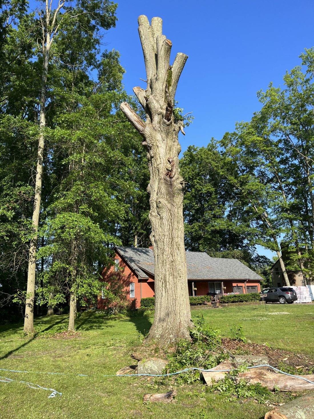 Before — large dead tree by home