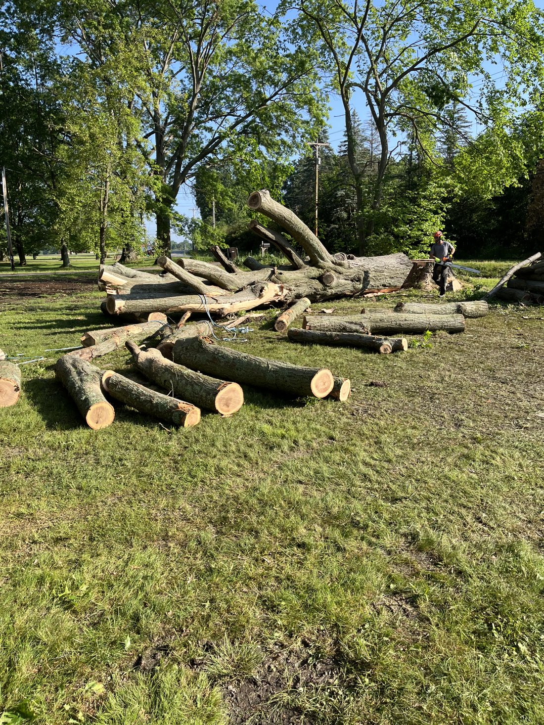 During — tree down, logs cut up