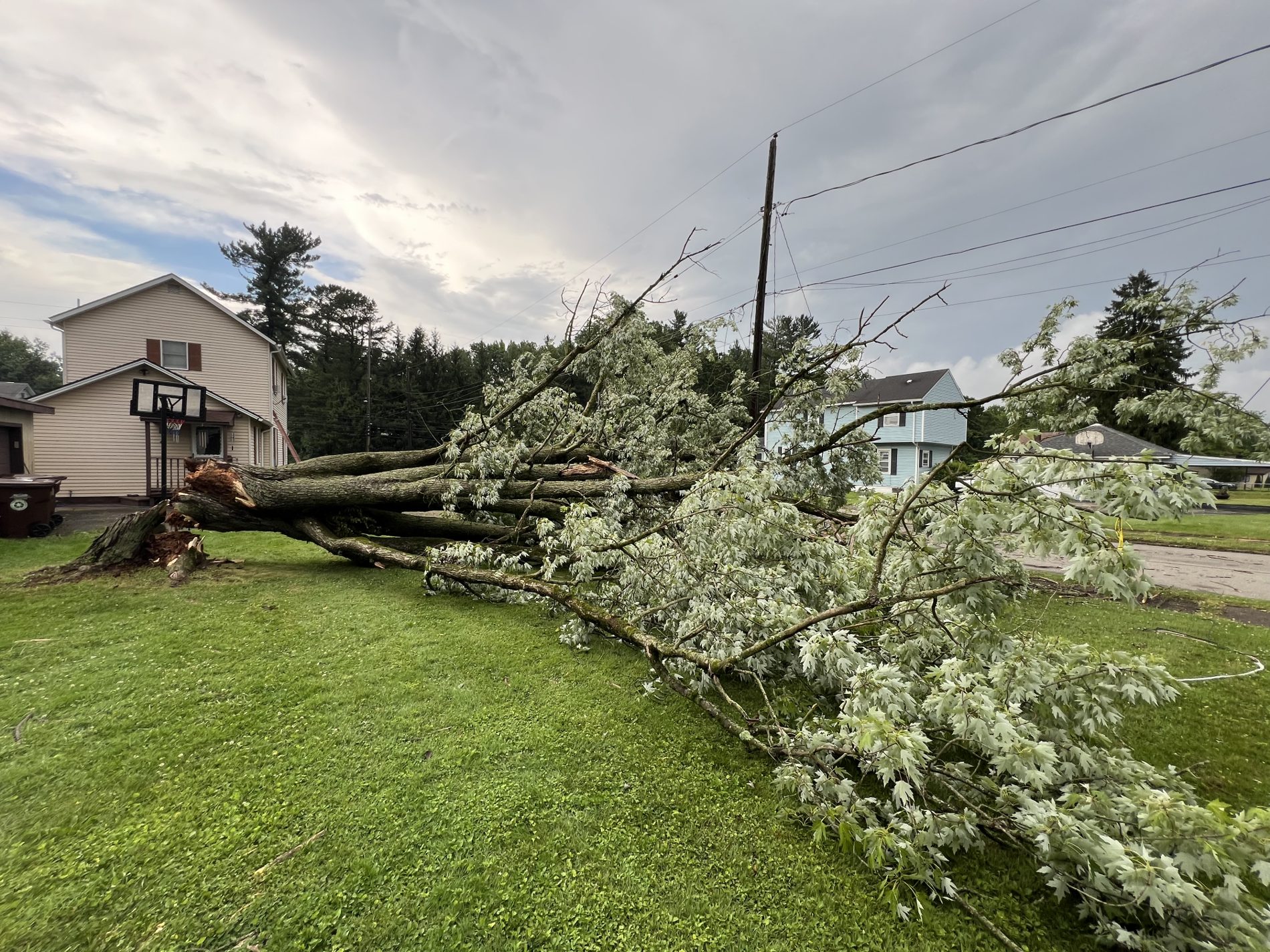 AAA Property Services tree and land work
