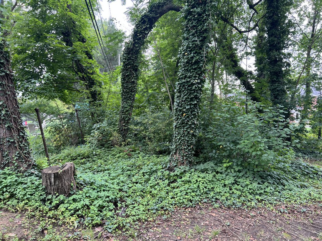 Precision tree work near a home