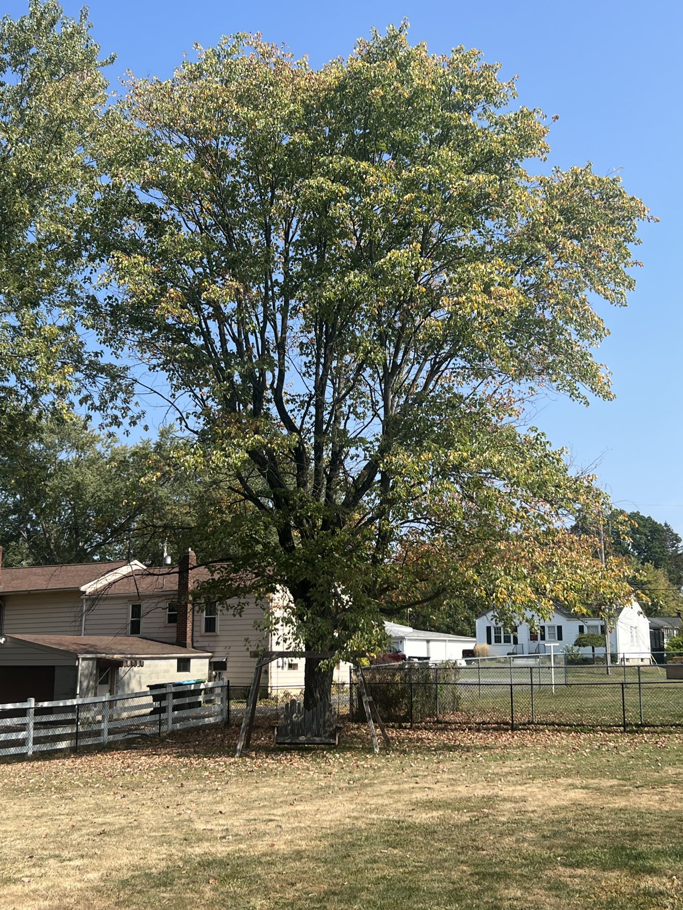 AAA tree work — Before