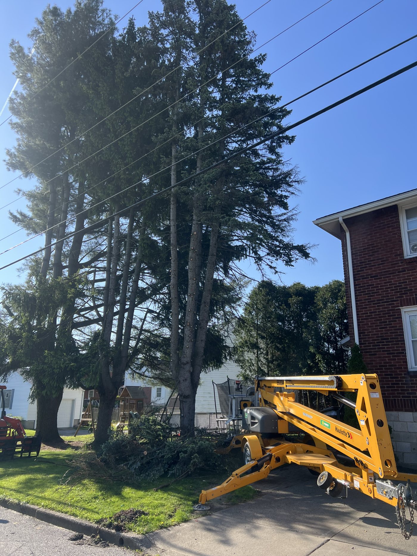 AAA tree work — Before