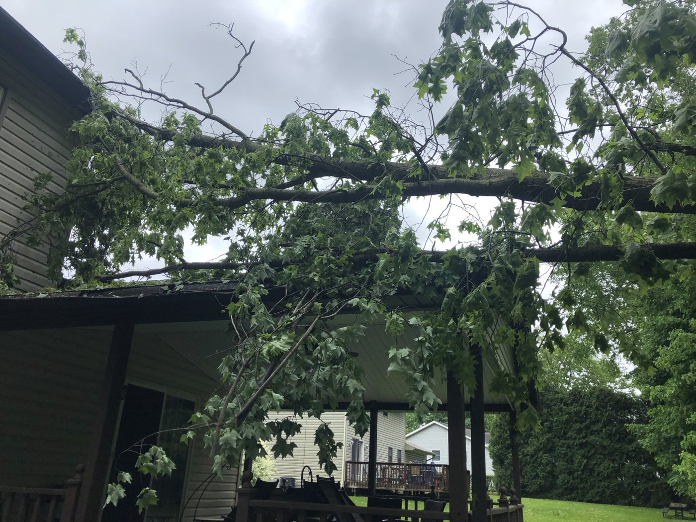 AAA tree work — Before