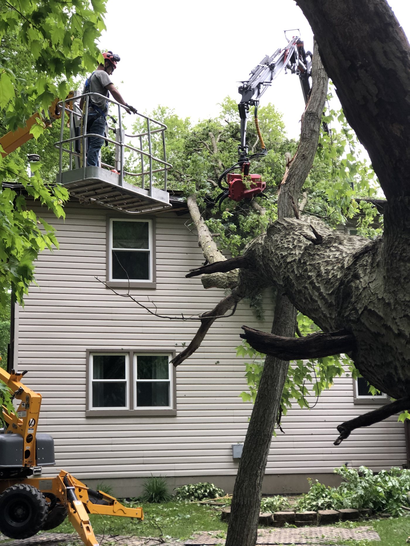 AAA tree work — During