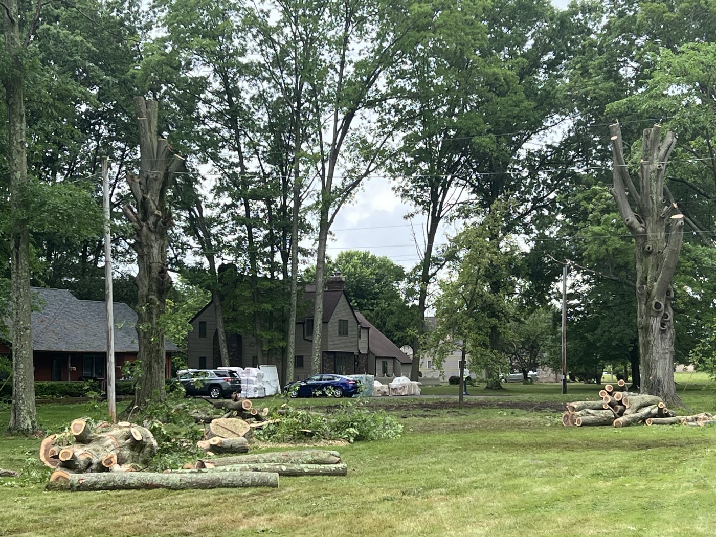 AAA tree work — Before