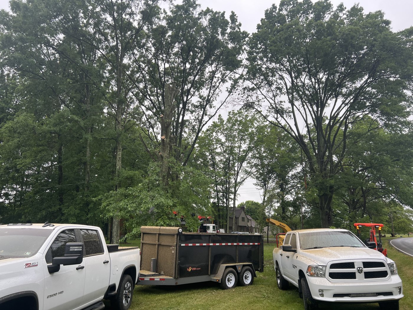 AAA tree work — Before