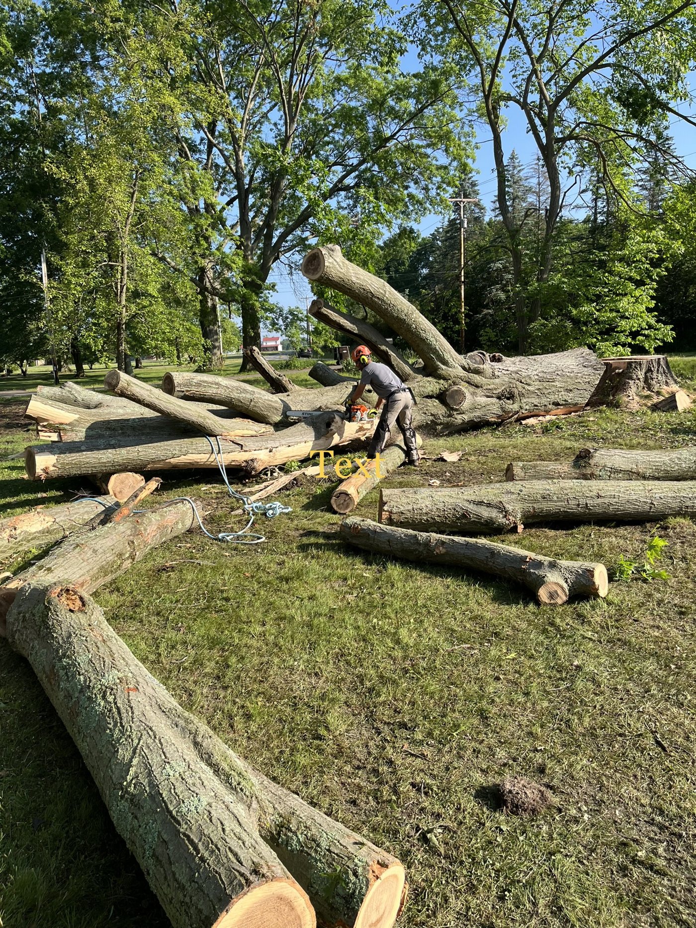 AAA tree work — During