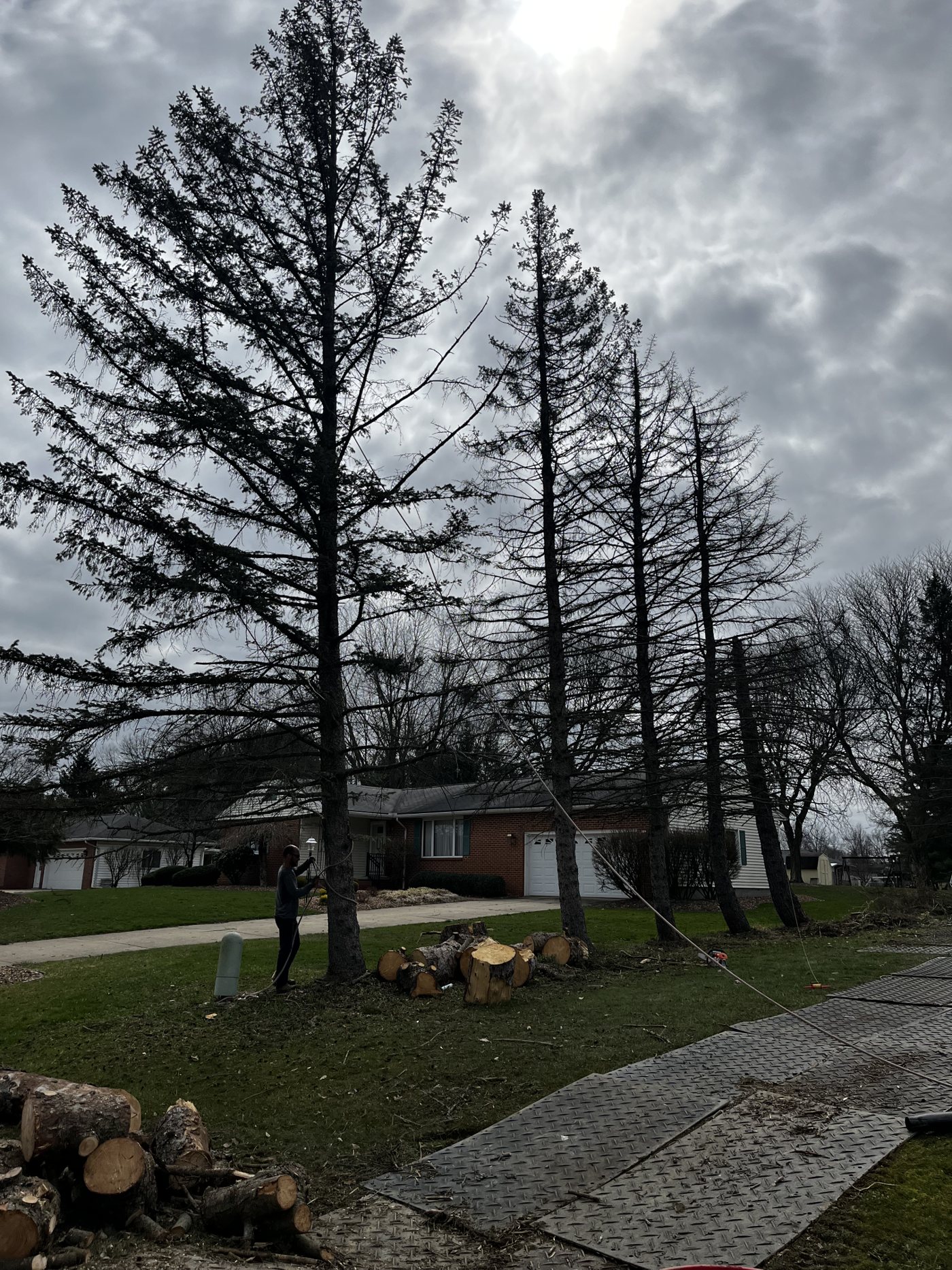 AAA tree work — Before