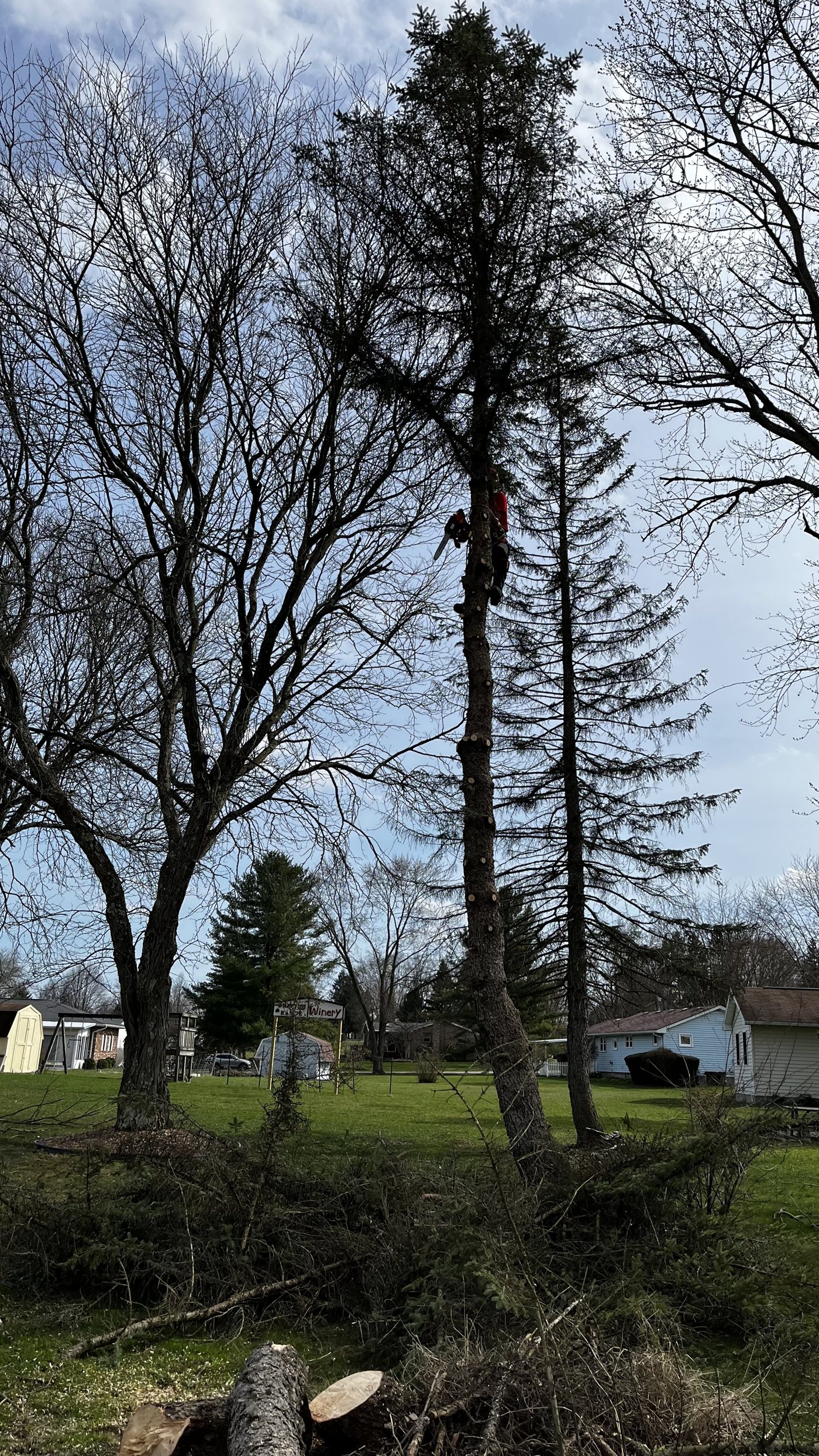 AAA tree work — During