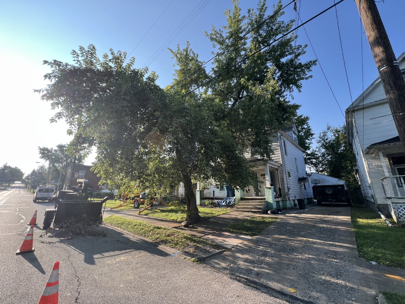 AAA tree work — Before