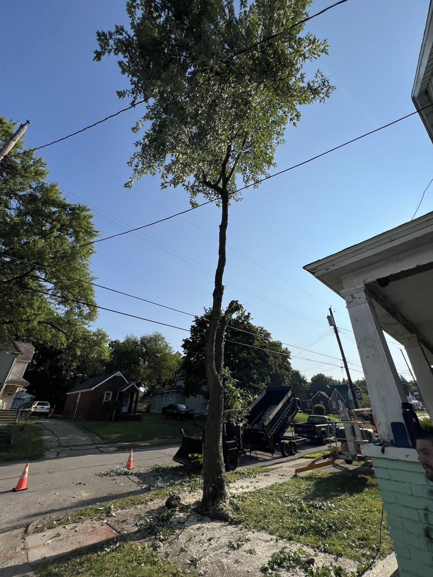 AAA tree work — During
