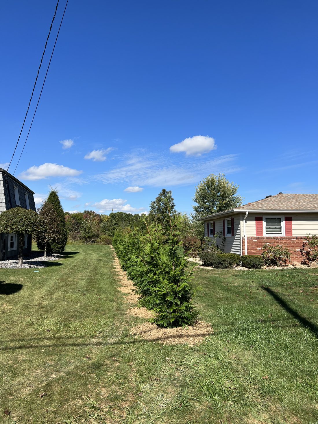 Established privacy tree row